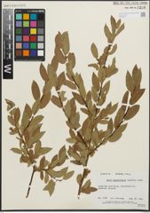 Foto von Salix pseudocordata Andersson